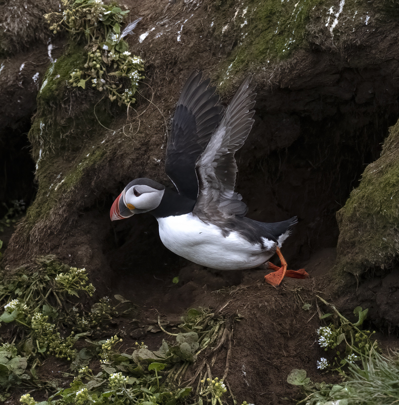 Atlantic_Puffin_22_Iceland_062