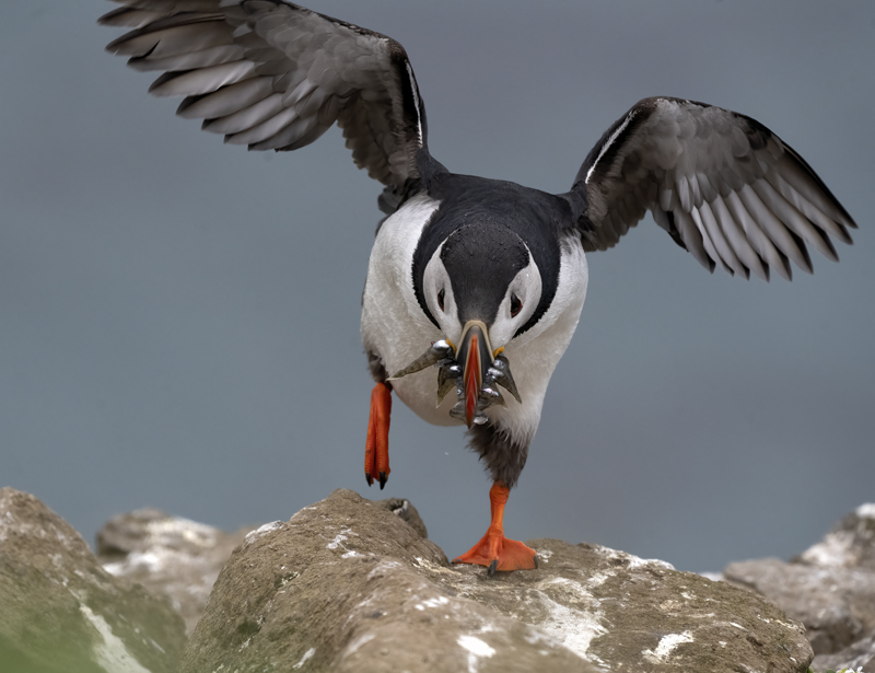 Atlantic_Puffin_22_Iceland_091
