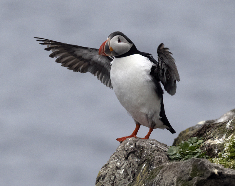 Atlantic_Puffin_22_Iceland_178