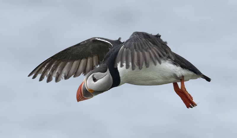 Atlantic_Puffin_22_Iceland_182