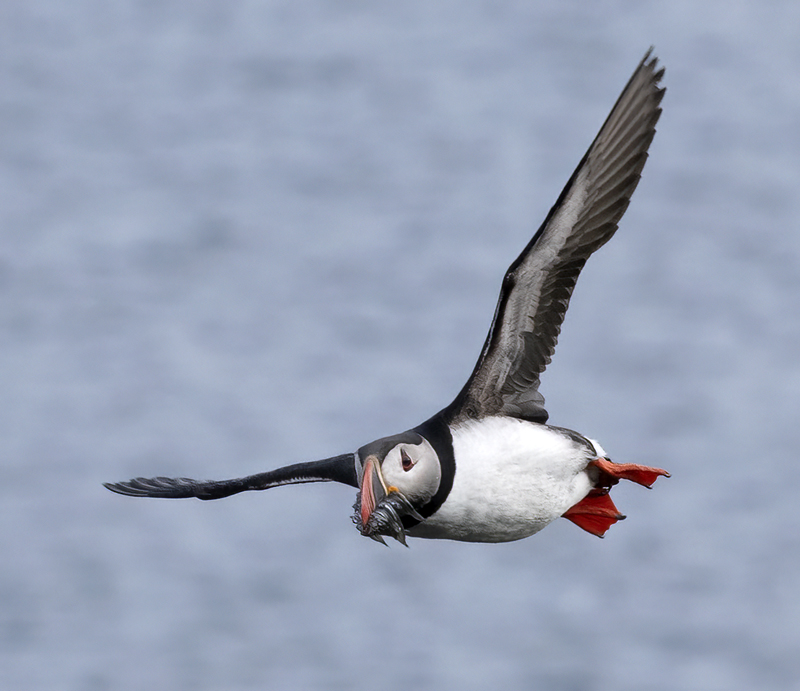 Atlantic_Puffin_22_Iceland_208