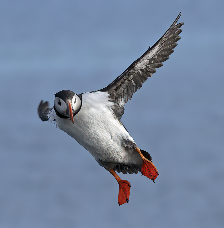Atlantic_Puffin_22_Iceland_215