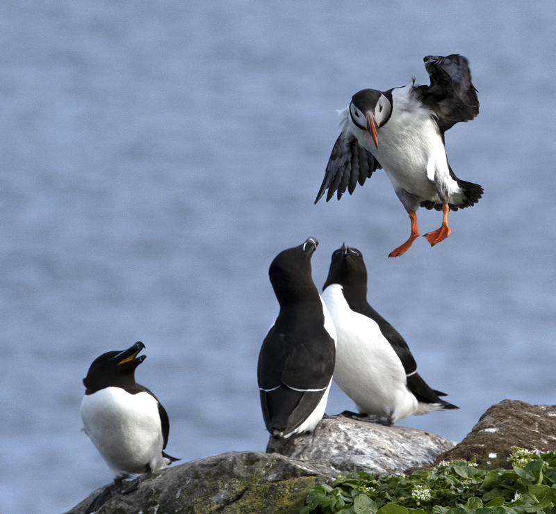 Atlantic_Puffin_22_Iceland_216