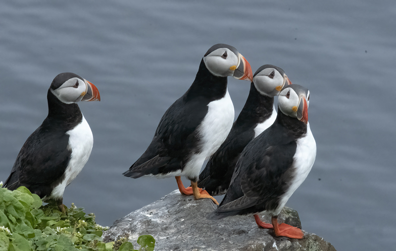 Atlantic_Puffin_22_Iceland_300