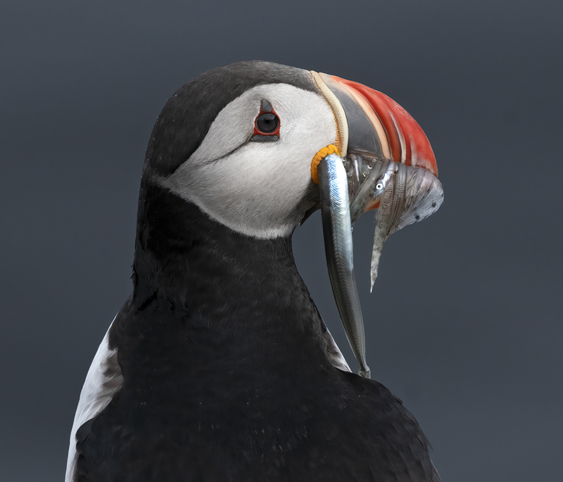 Atlantic_Puffin_22_Iceland_319