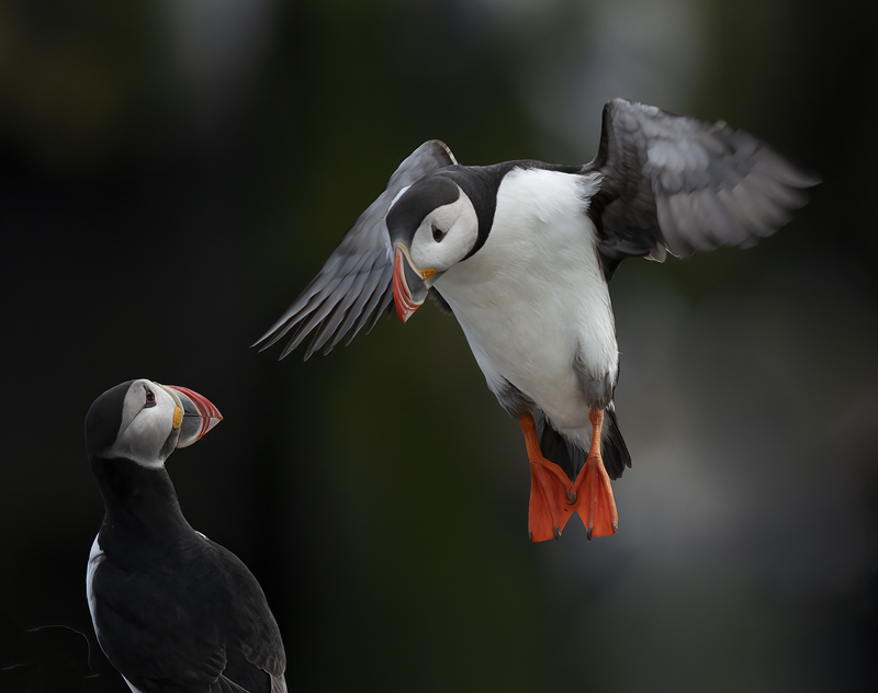 Atlantic_Puffin_22_Iceland_327