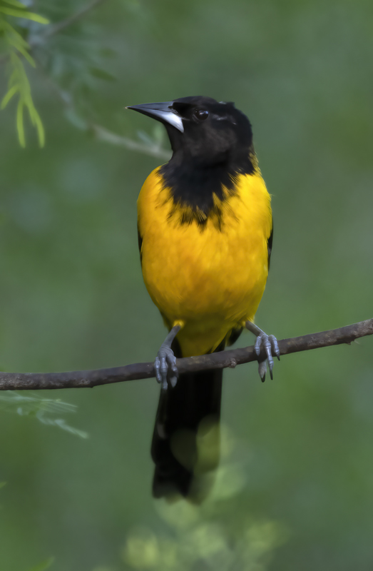Audubon_Oriole_19_TX_037