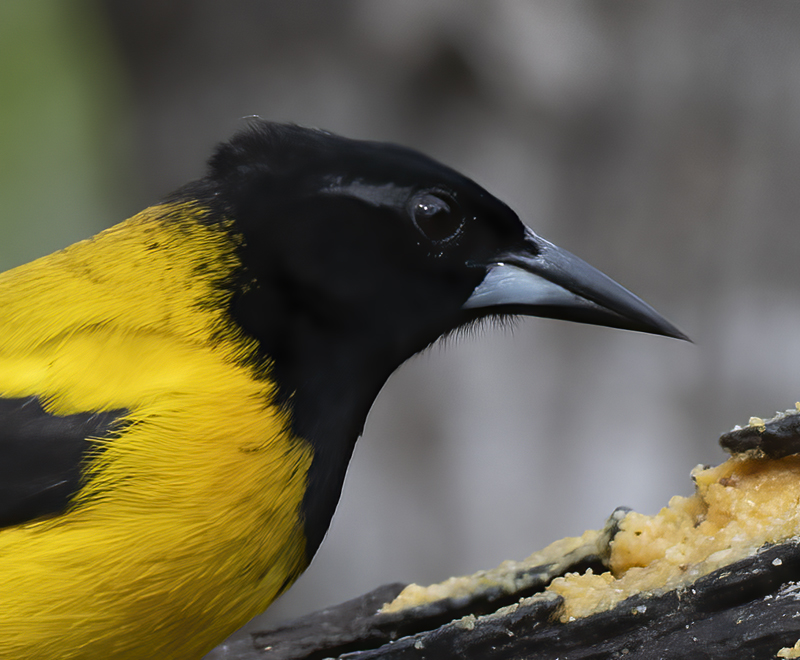 Audubon_Oriole_19_TX_067