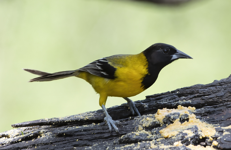 Audubon_Oriole_19_TX_087