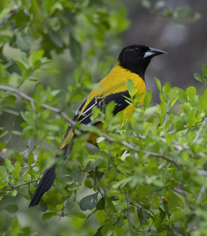 Audubon_Oriole_19_TX_121