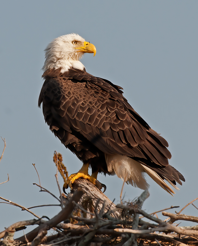 Bald_Eagle_10_FL_056