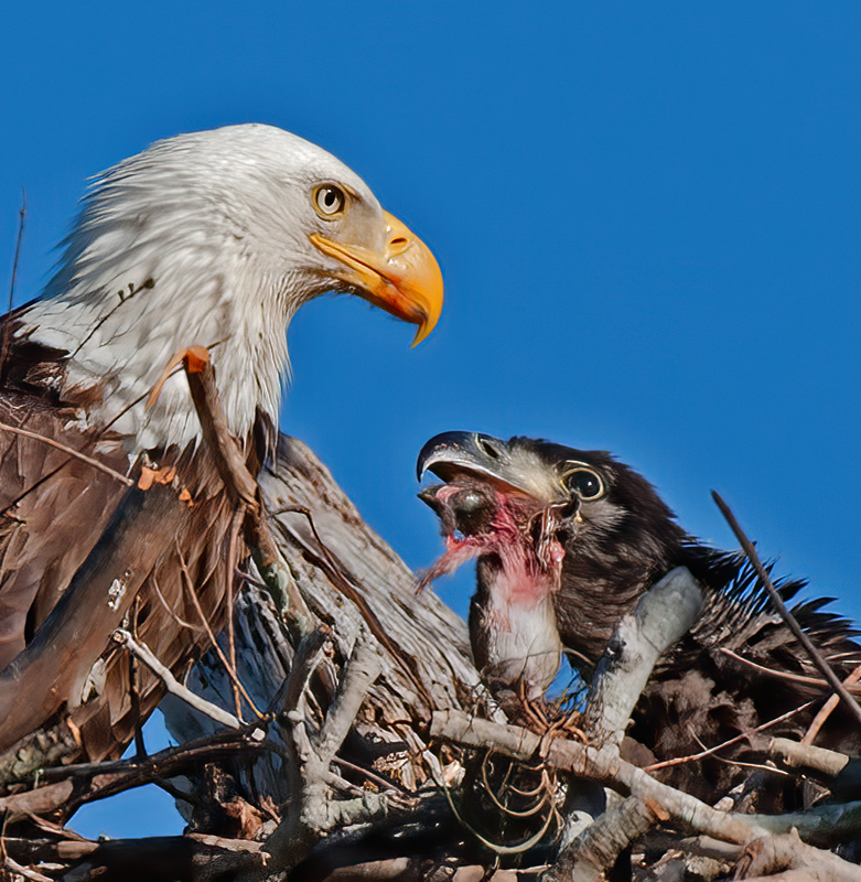 Bald_Eagle_10_FL_198