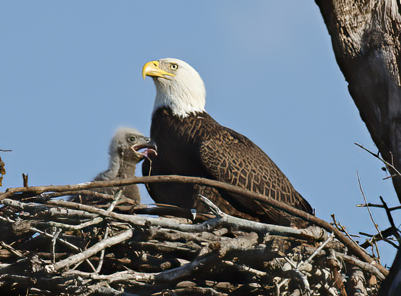 Bald_Eagle_11_FL_073