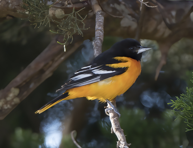 Baltimore_Oriole_17_Costa_Rica_007
