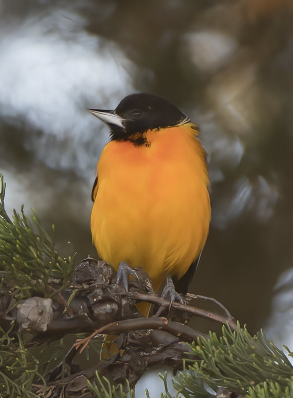 Baltimore_Oriole_17_Costa_Rica_013