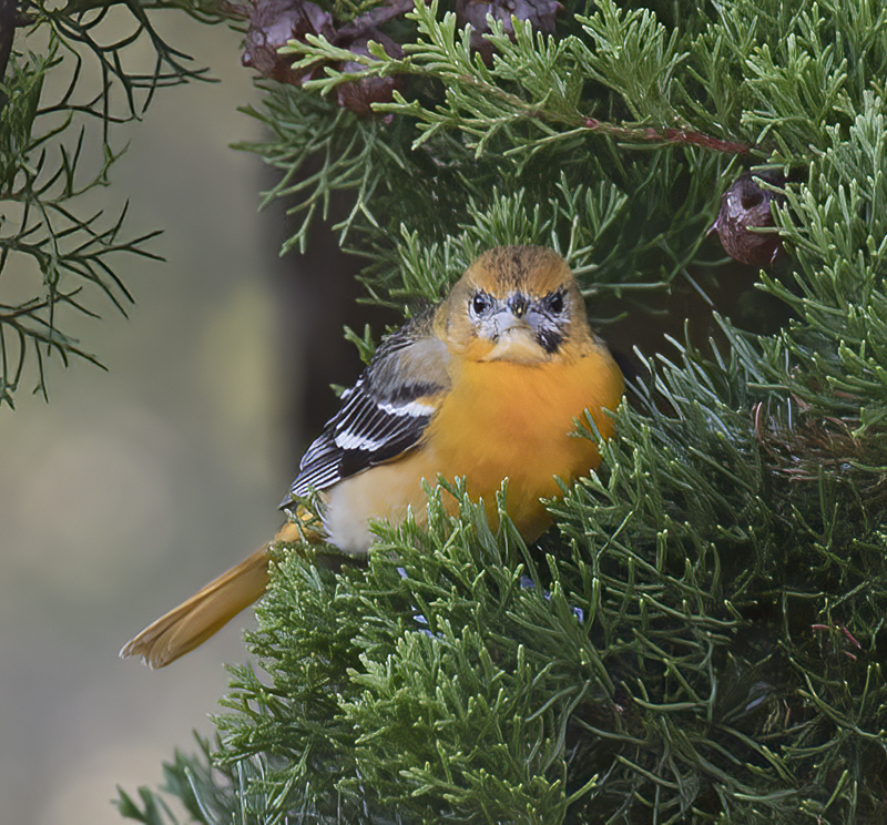 Baltimore_Oriole_17_Costa_Rica_069