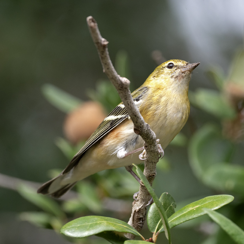 Bay-breasted_Warbler_24_TX_C_500