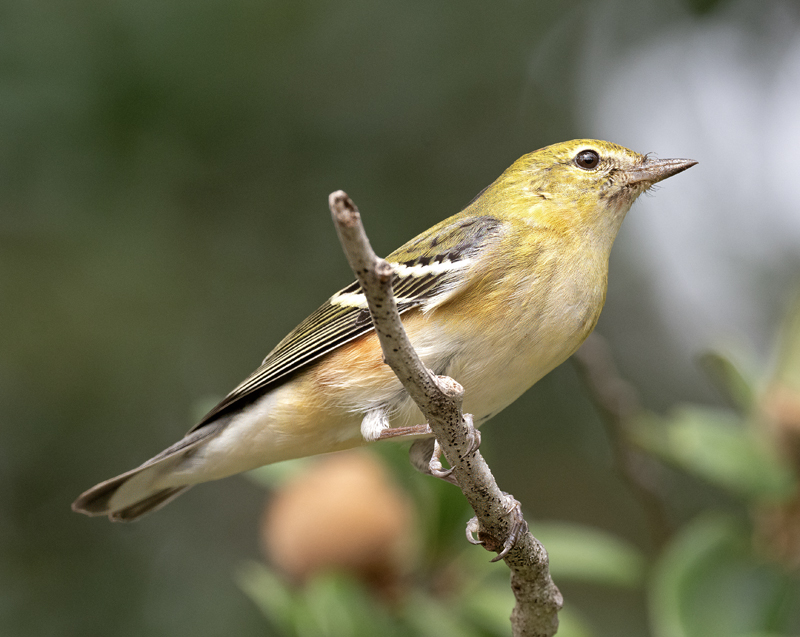Bay-breasted_Warbler_24_TX_C_502