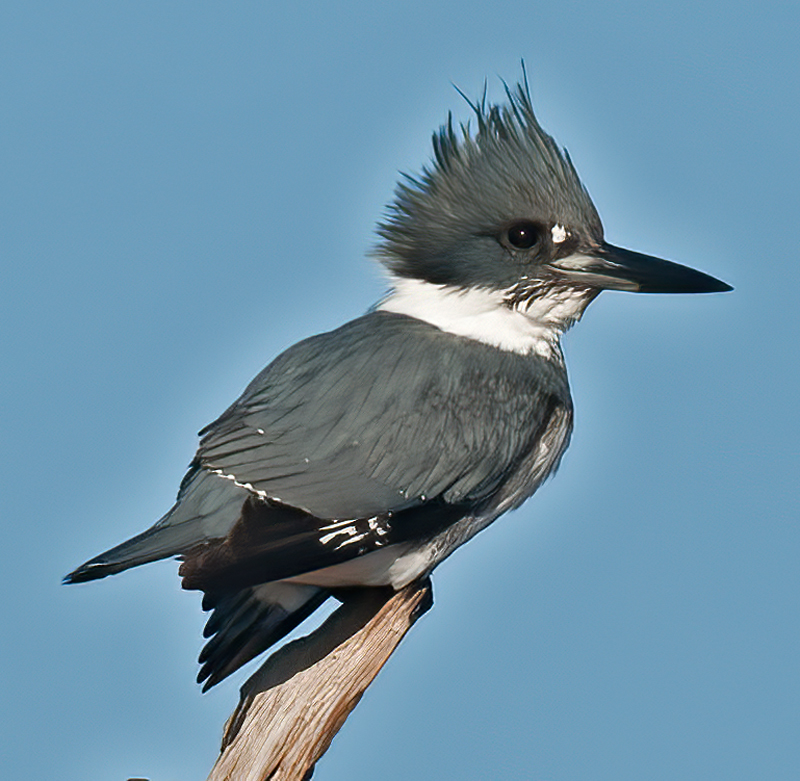 Belted_Kingfisher_11_FL_058