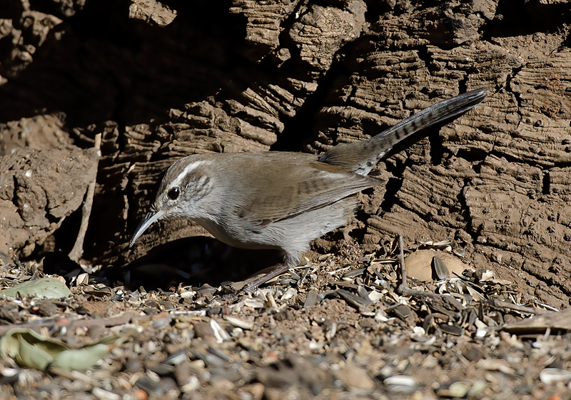 Bewicks_Wren_12_CA_006
