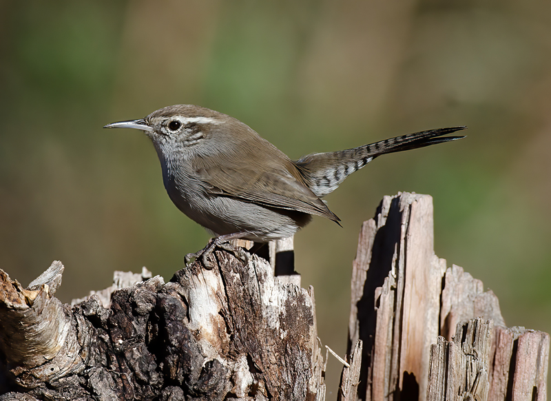 Bewicks_Wren_12_CA_018