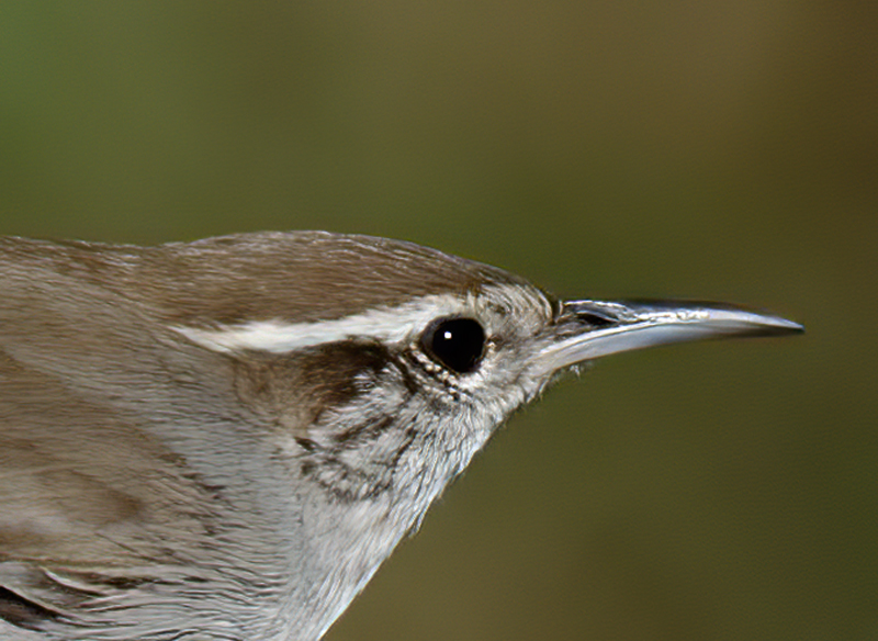 Bewicks_Wren_12_CA_021