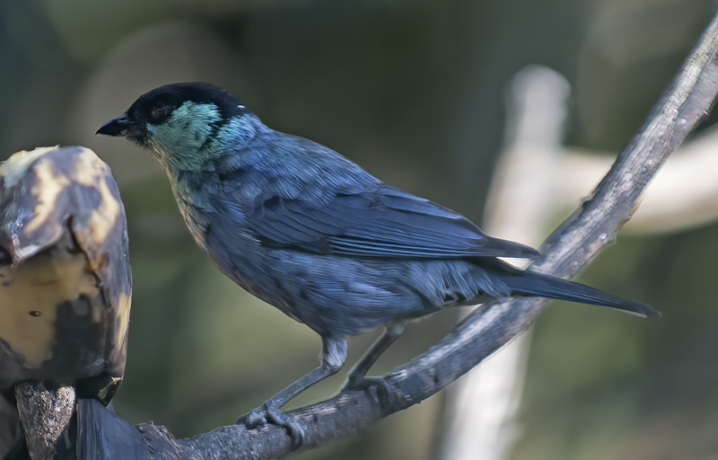 Black-capped_Tanager_18_Ecuador_007