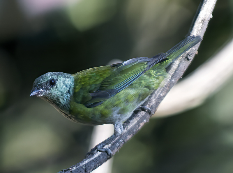 Black-capped_Tanager_18_Ecuador_008