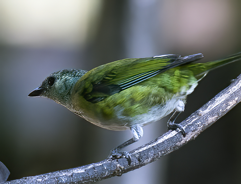 Black-capped_Tanager_18_Ecuador_015