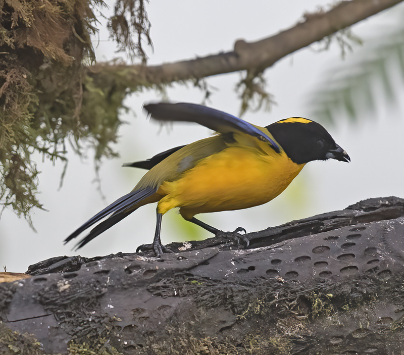 Black-chinned_Mountain-tanager_18_Ecuador_014