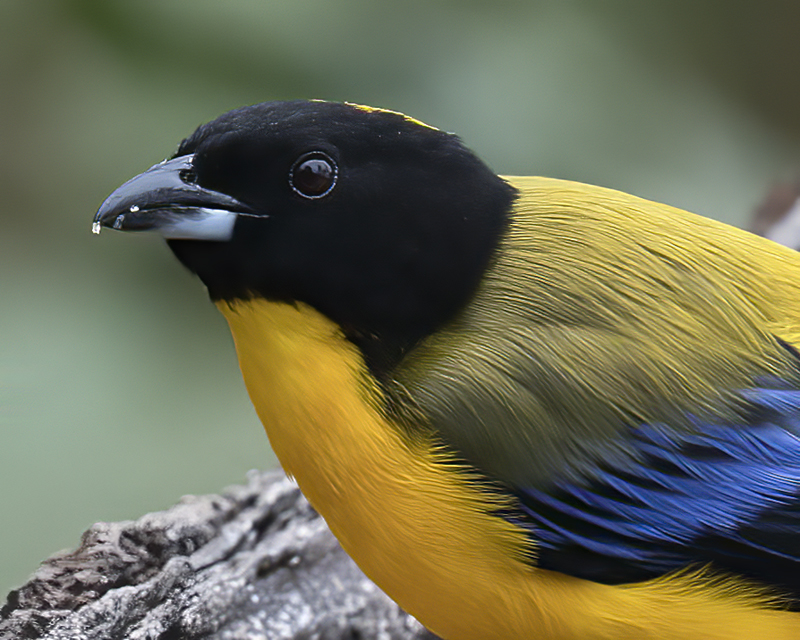 Black-chinned_Mountain-tanager_18_Ecuador_023