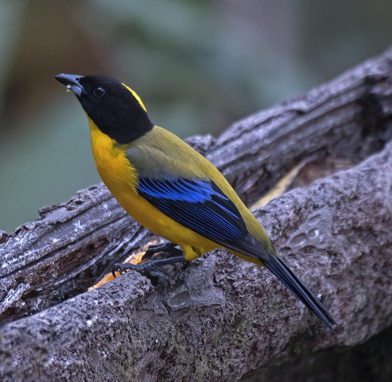 Black-chinned_Mountain-tanager_18_Ecuador_028