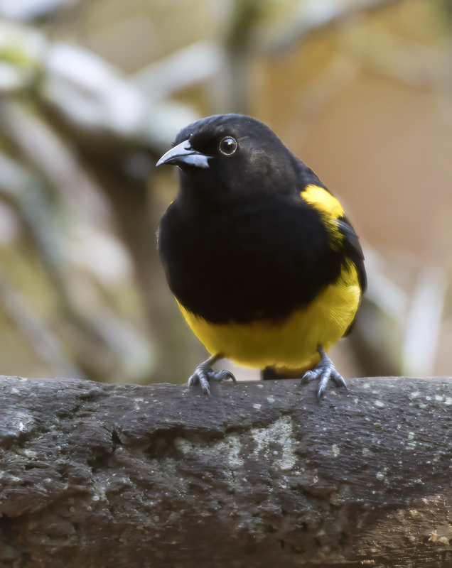 Black-cowled_Oriole_18_Costa_Rica_017