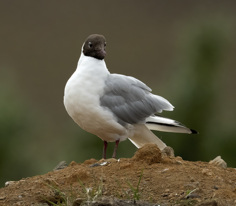Black-headed_Gull_22_Iceland_004