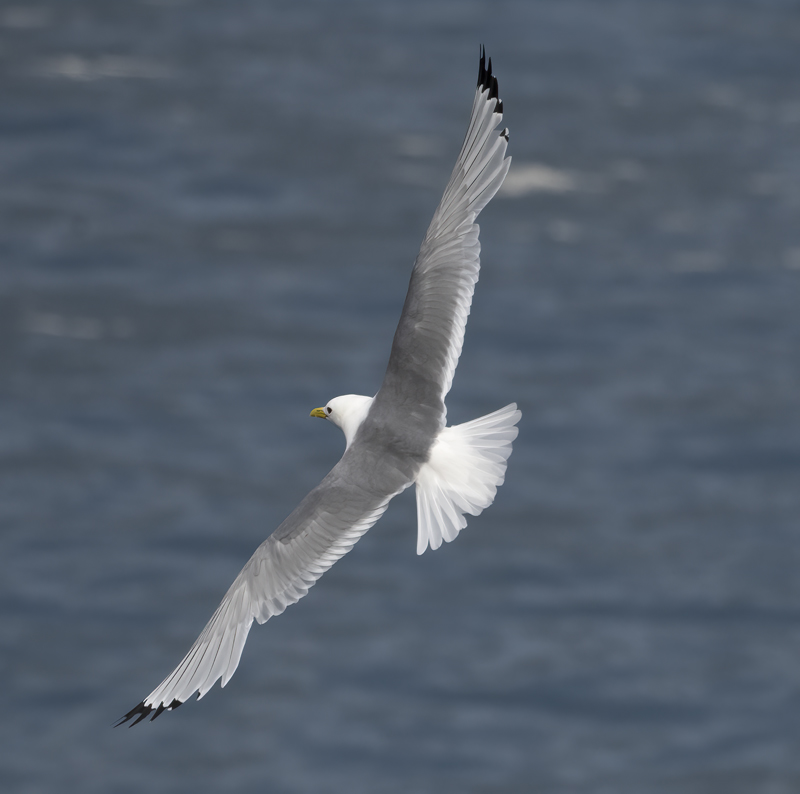 Black-legged_Kittiwake_22_Iceland_001