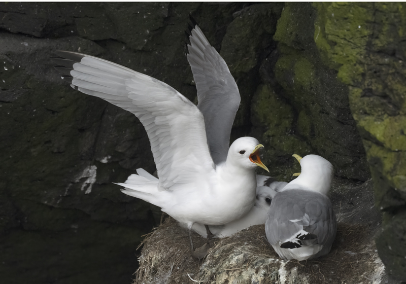 Black-legged_Kittiwake_22_Iceland_020