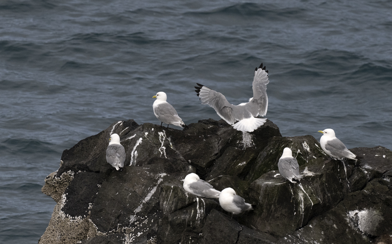 Black-legged_Kittiwake_22_Iceland_045