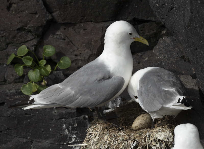 Black-legged_Kittiwake_22_Iceland_058