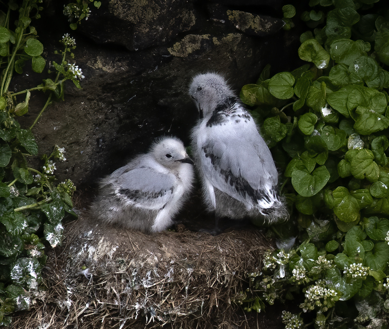 Black-legged_Kittiwake_22_Iceland_071