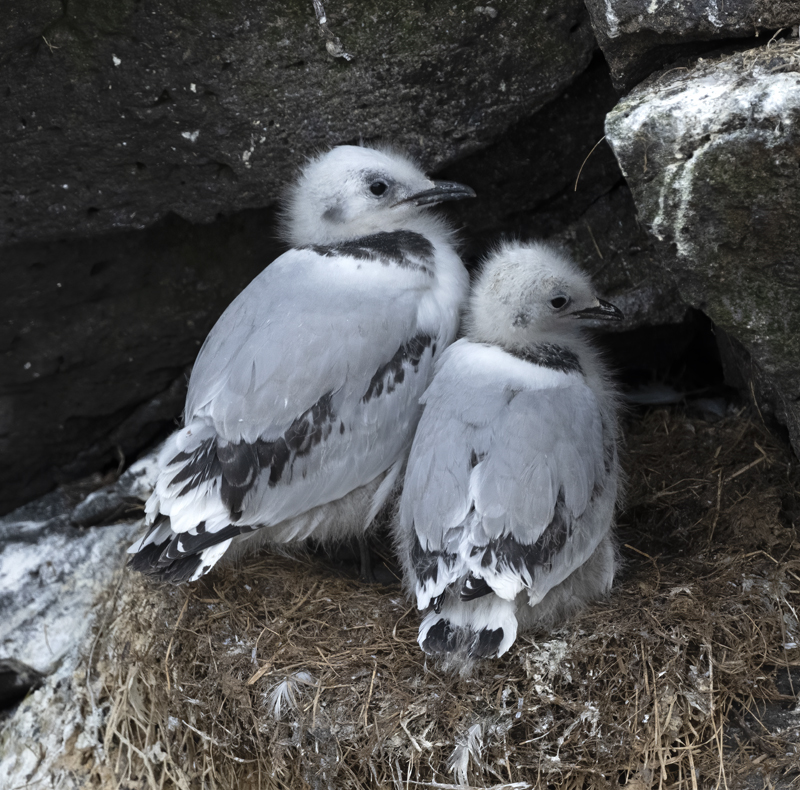 Black-legged_Kittiwake_22_Iceland_236