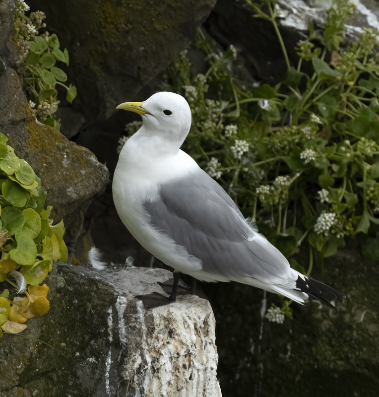Black-legged_Kittiwake_22_Iceland_418