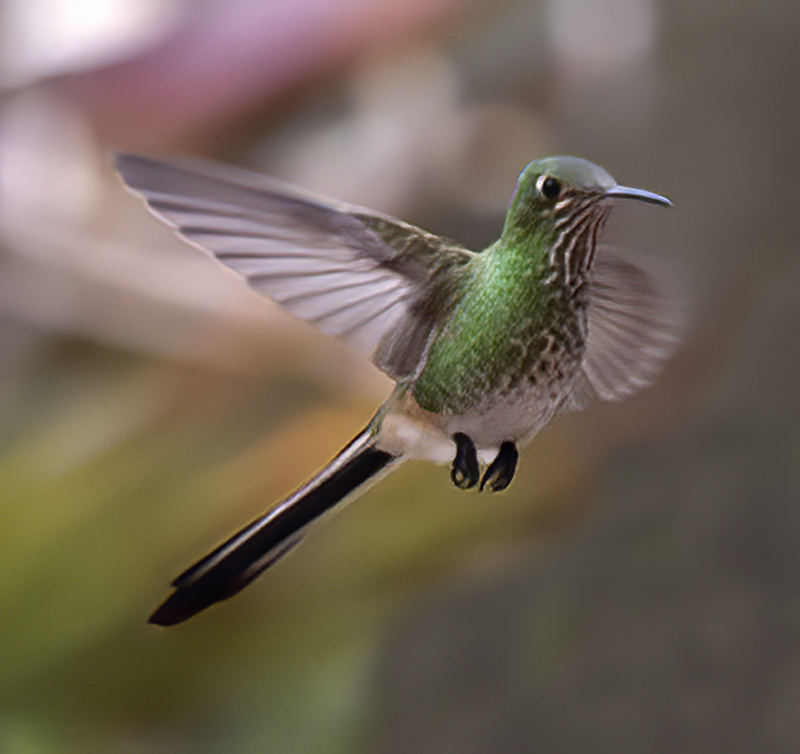 Black-tailed_Trainbearer_18_Ecuador_001