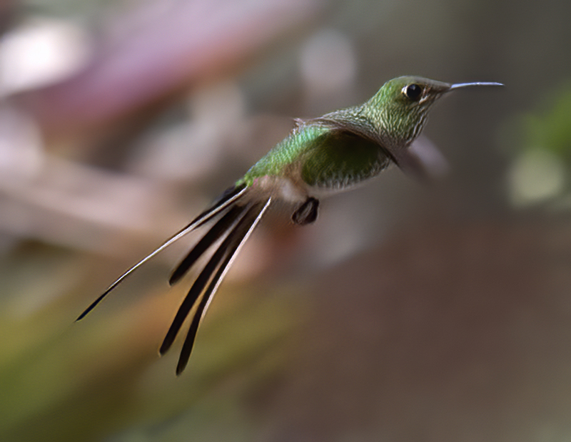 Black-tailed_Trainbearer_18_Ecuador_002