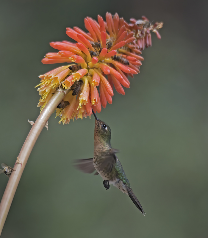 Black-tailed_Trainbearer_18_Ecuador_005