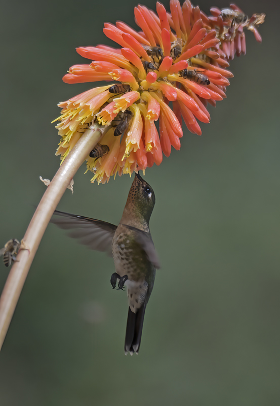Black-tailed_Trainbearer_18_Ecuador_006