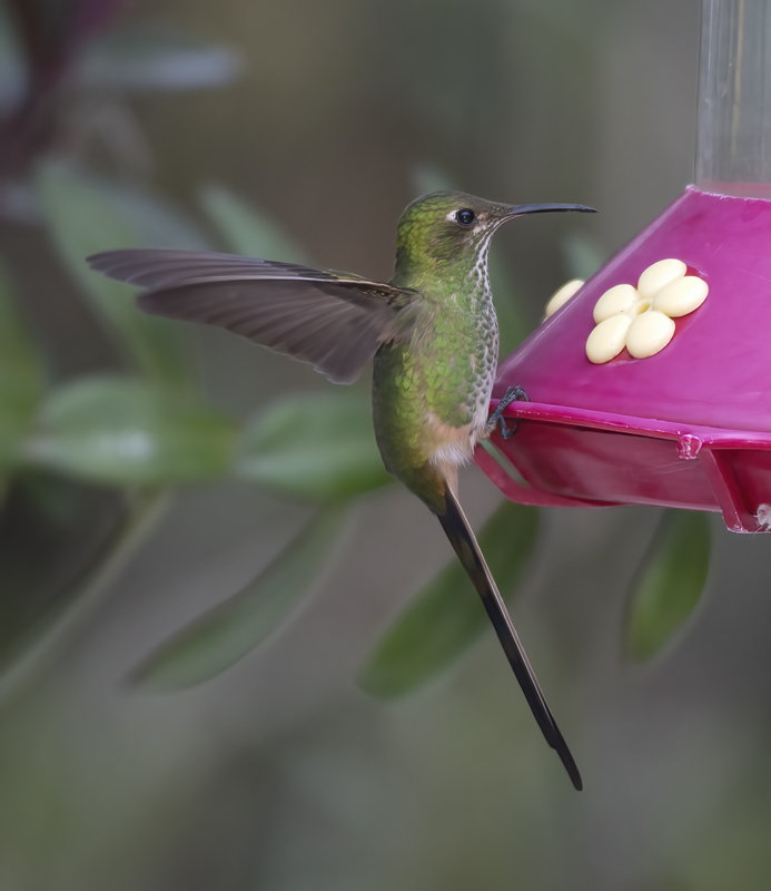 Black-tailed_Trainbearer_18_Ecuador_016