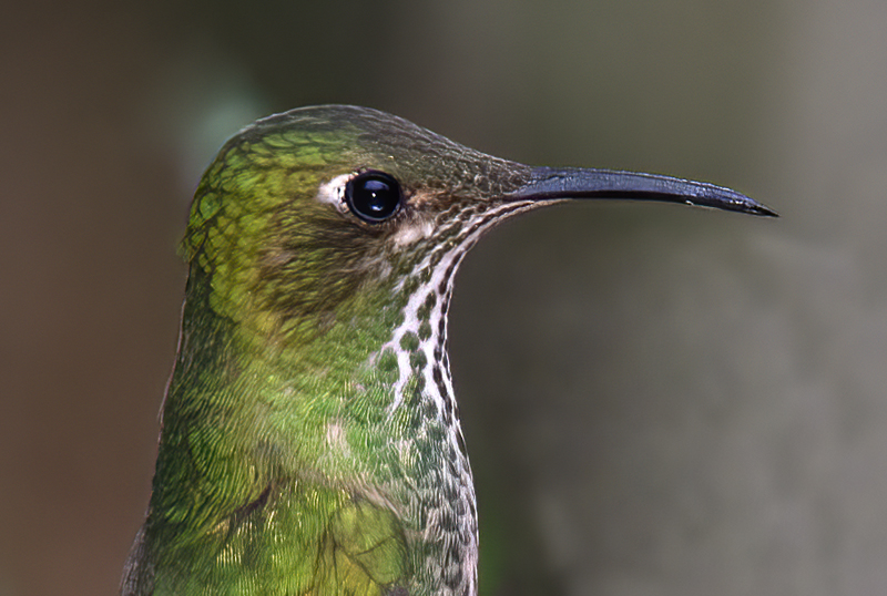 Black-tailed_Trainbearer_18_Ecuador_021