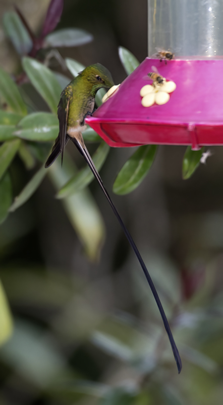 Black-tailed_Trainbearer_18_Ecuador_028