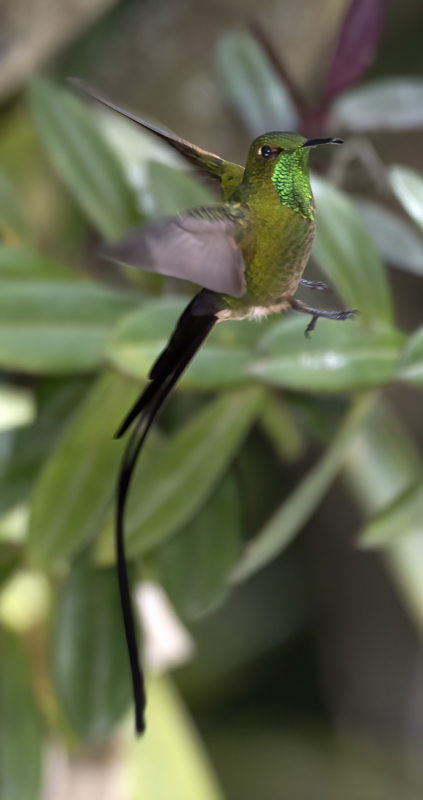 Black-tailed_Trainbearer_18_Ecuador_029