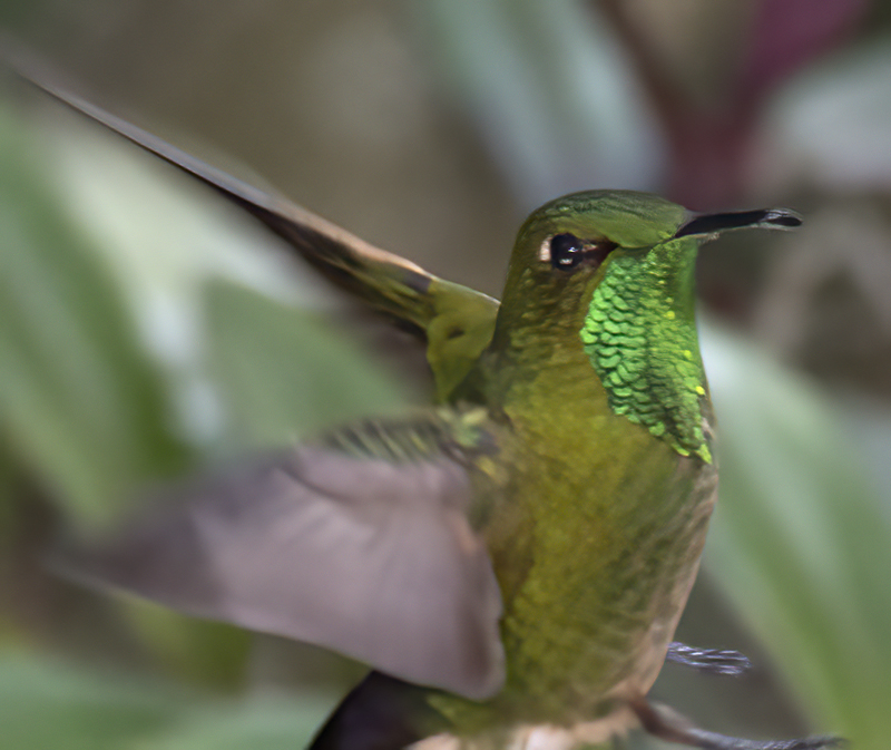 Black-tailed_Trainbearer_18_Ecuador_029a